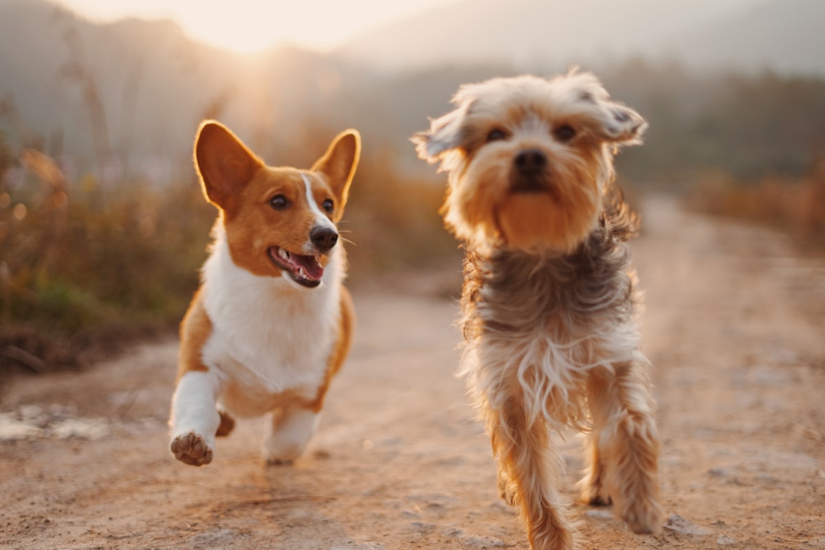 Two happy dogs outdoors together