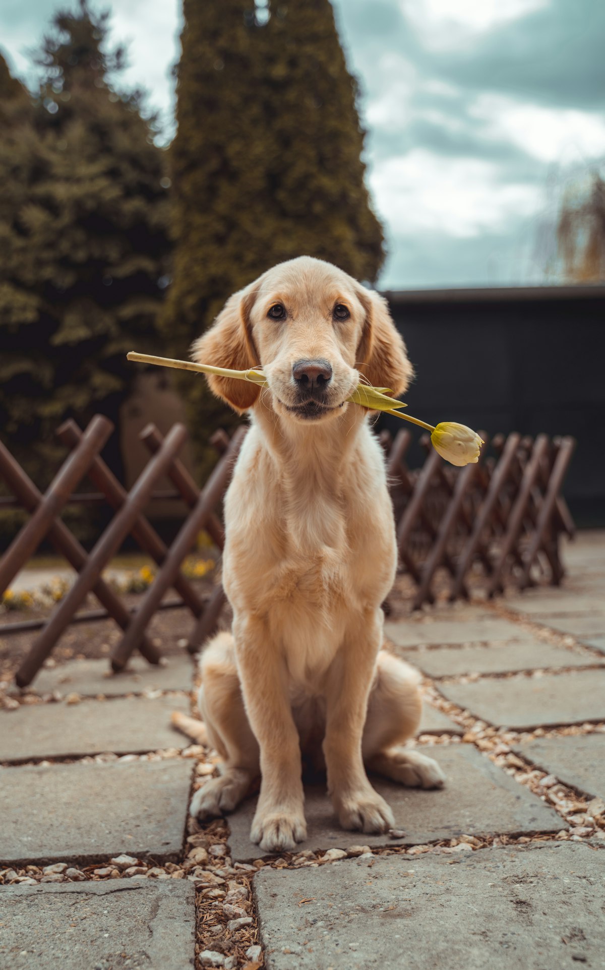 A golden retriever puppy outdoors in soft natural light